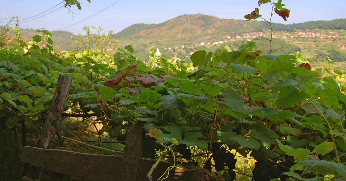 Vinhas de vinho verde no Minho, com videiras em socalcos sob um céu suave, paisagem típica da região demarcada