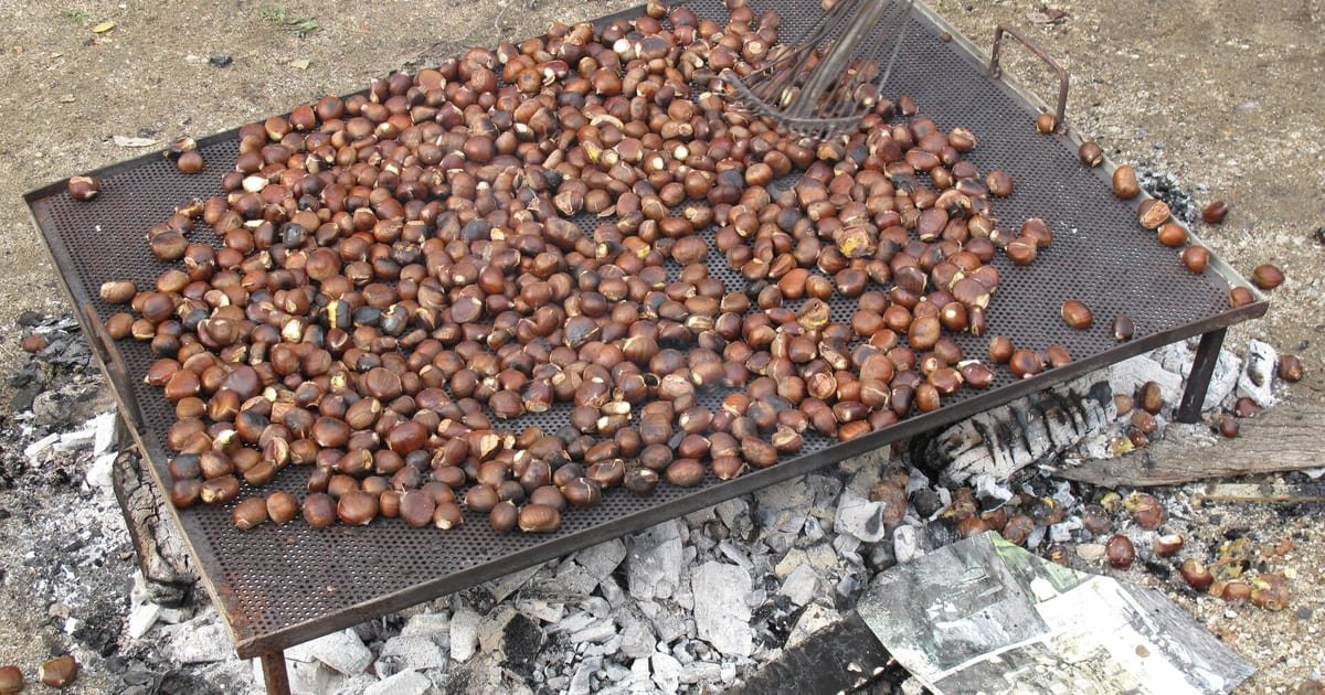Castanhas assadas num magusto tradicional, douradas e fumegantes sobre brasas, típicas do São Martinho no Minho.